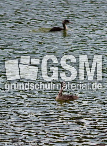 Haubentaucher (14 von 22).jpg